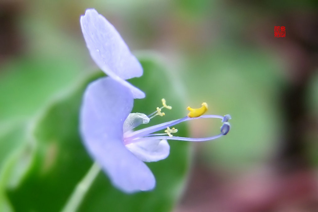 竹节草花 摄影 金江水拍