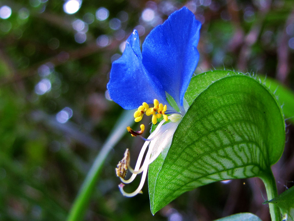 小花 摄影 成林