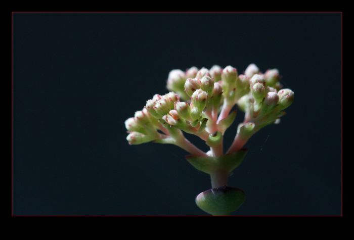 待放的花蕾 摄影 北方天赐