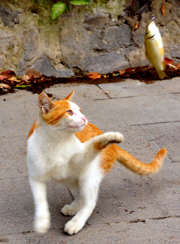 爱吃鱼腥的猫 摄影 采菊老人