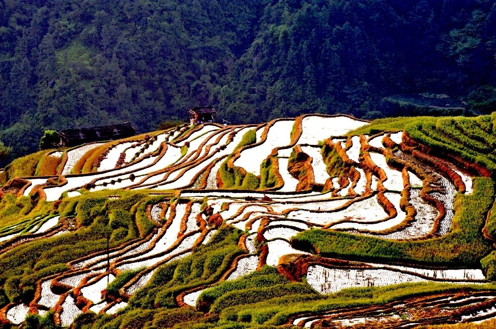 加榜梯田 摄影 独钓冷江雪