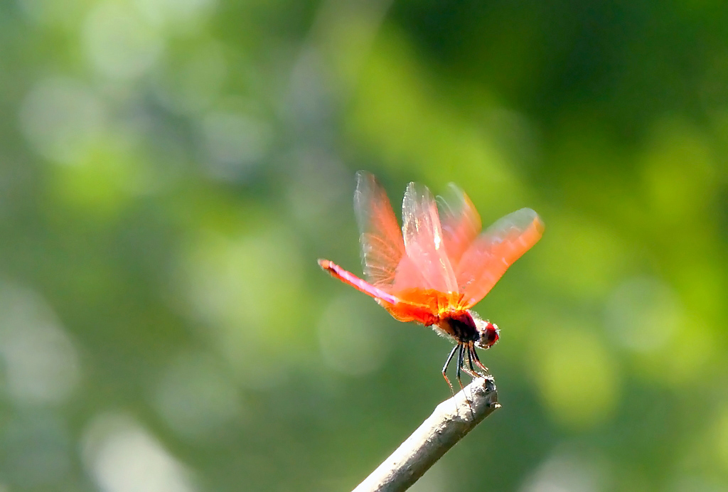 热舞红蜓 摄影 liangdawei