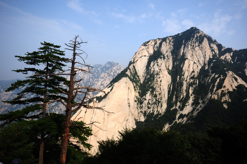 华山松 摄影 老砚