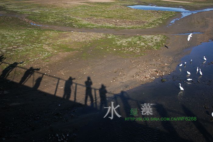 拍鸟的人 摄影 灰脸