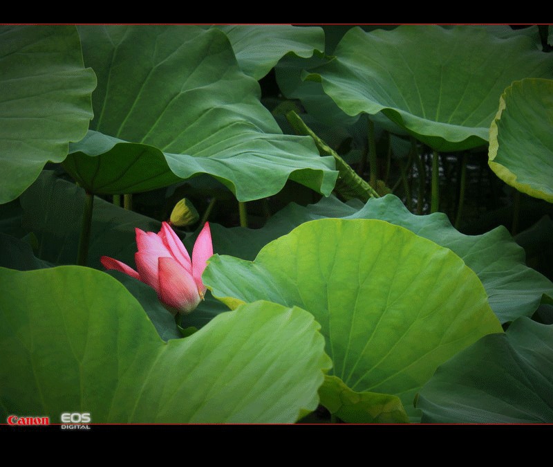 荷 摄影 岚馨