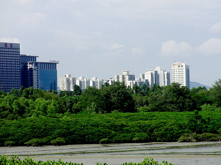 深圳之旅——珍稀红树林 摄影 盛夏明月