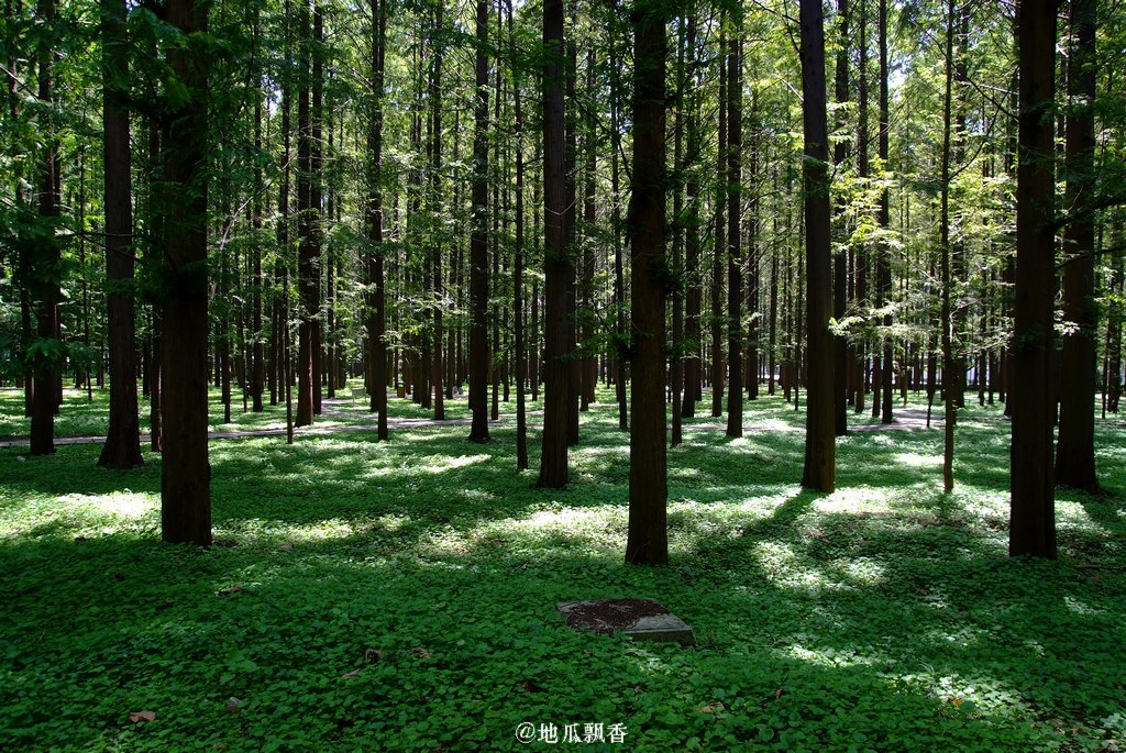 南京理工大学著名的水杉林(点击放大) 摄影 地瓜飘香
