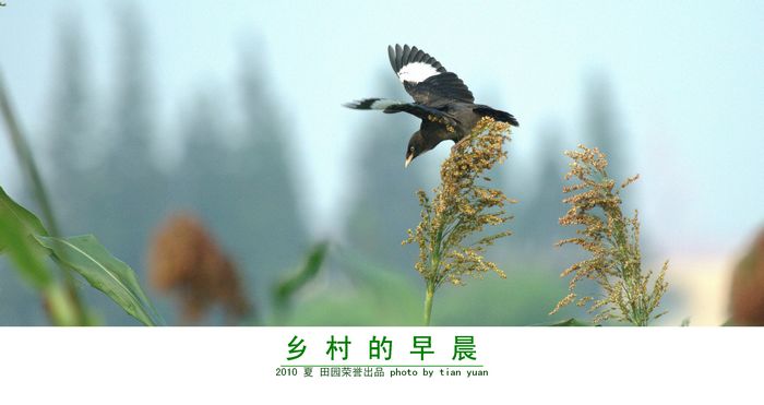 乡村的早晨 摄影 田园