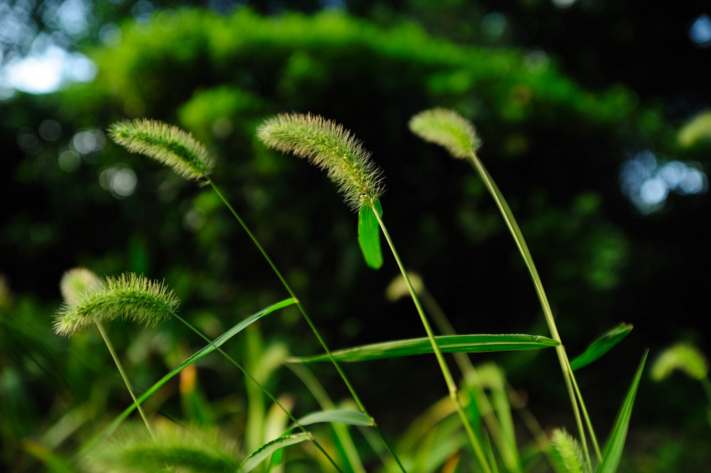 狗尾巴草 摄影 再次远航