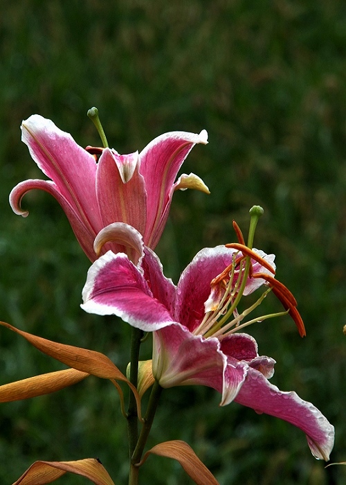 白合花 摄影 九里堤