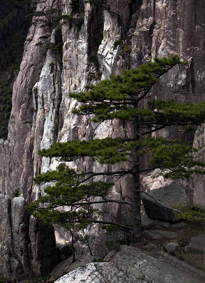 黄山松 摄影 老歌歌