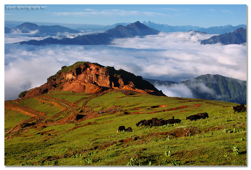 高山牧场 摄影 yipsir