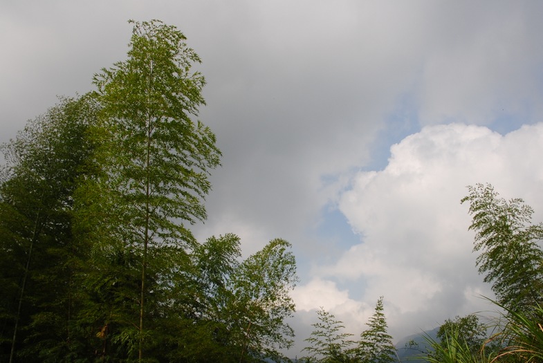 期待山雨 摄影 欲下寒塘