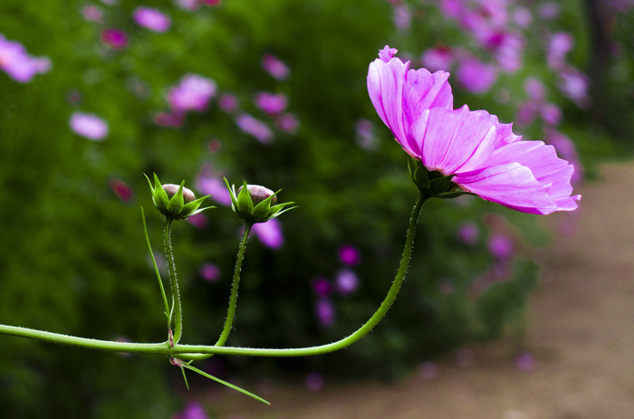 路边花 摄影 走进原野