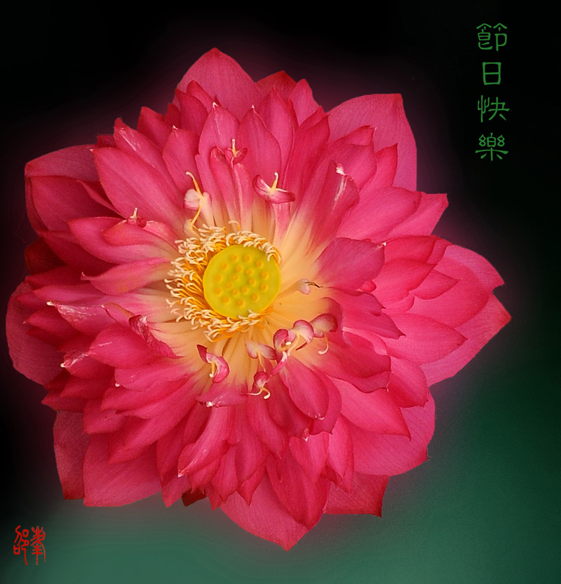 节日快乐 摄影 蓝风铃