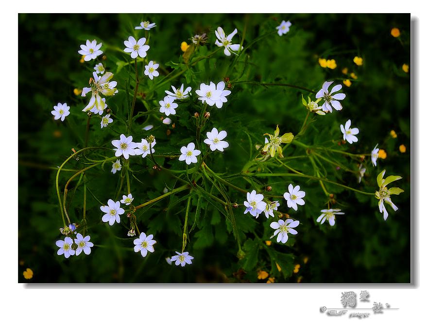 『 花儿朵朵 Ⅱ 』 摄影 独睹