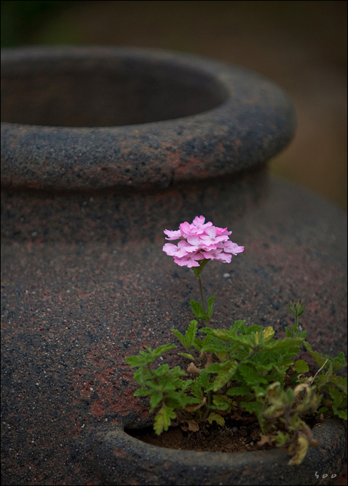 花 摄影 辛宗秀