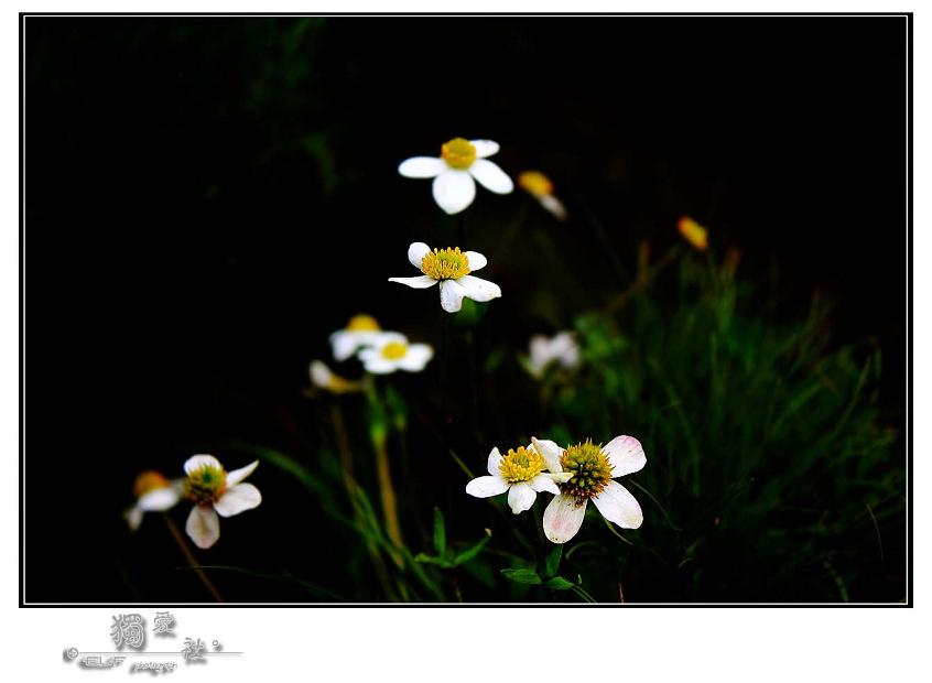 『 花儿朵朵 』 摄影 独睹