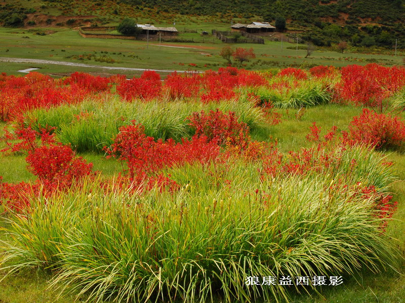 《香格里拉红草原》—1 摄影 狼康益西