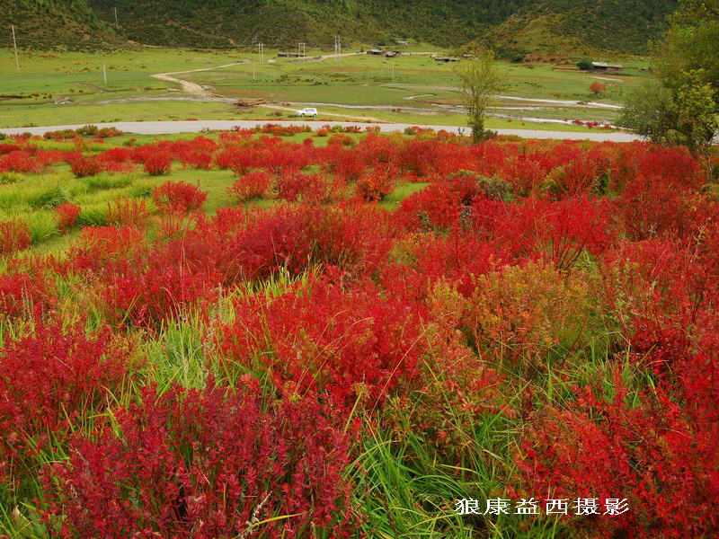 《香格里拉红草原》—2 摄影 狼康益西