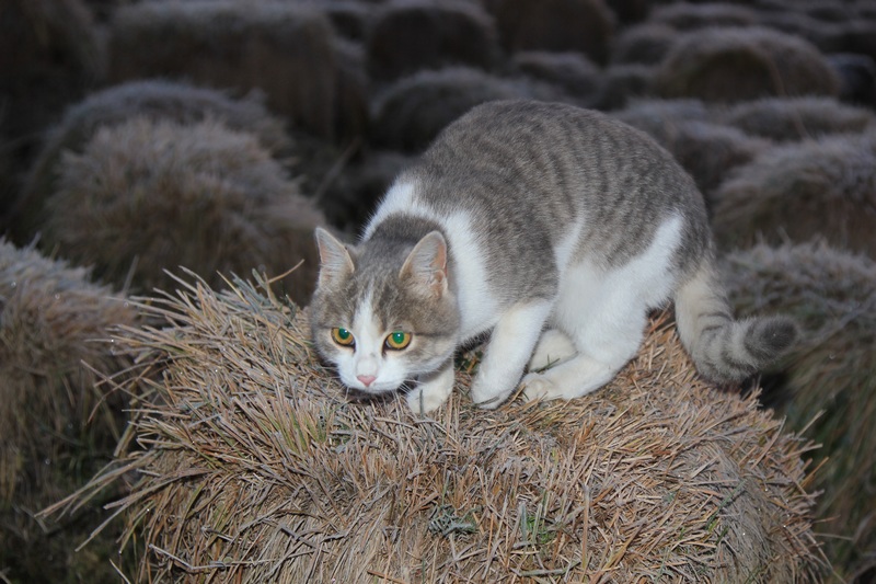 小猫1 摄影 摄海无涯