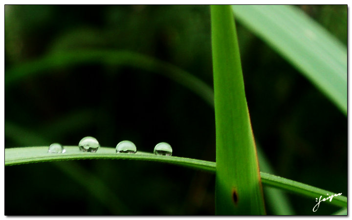 雨滴 の 草长莺歌 摄影 非羽