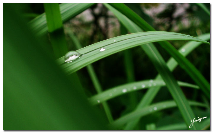 雨滴 の 草长莺歌 摄影 非羽