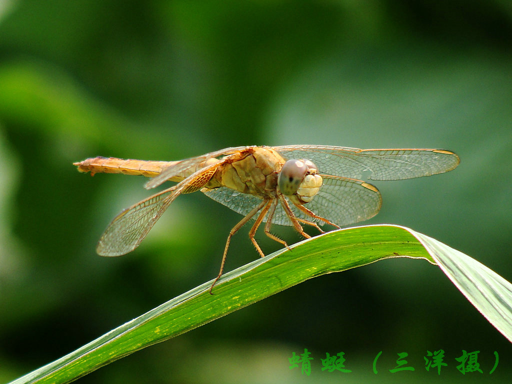 蜻蜓 摄影 三洋