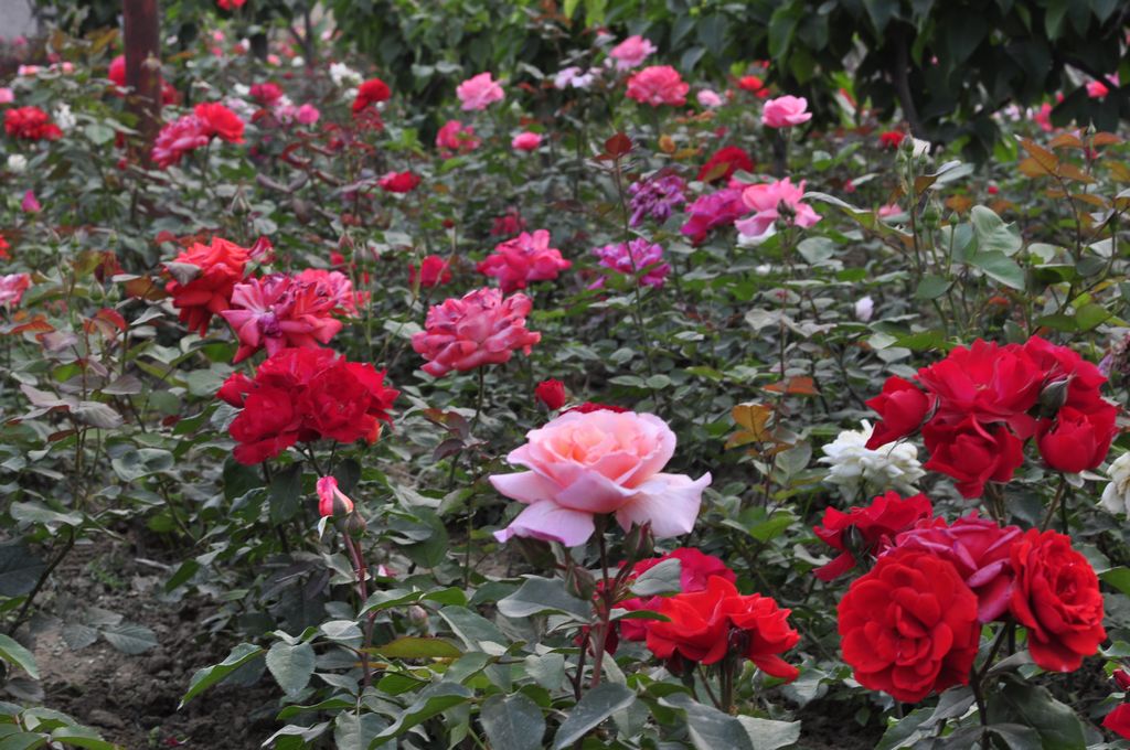 月季花 摄影 地震受过伤