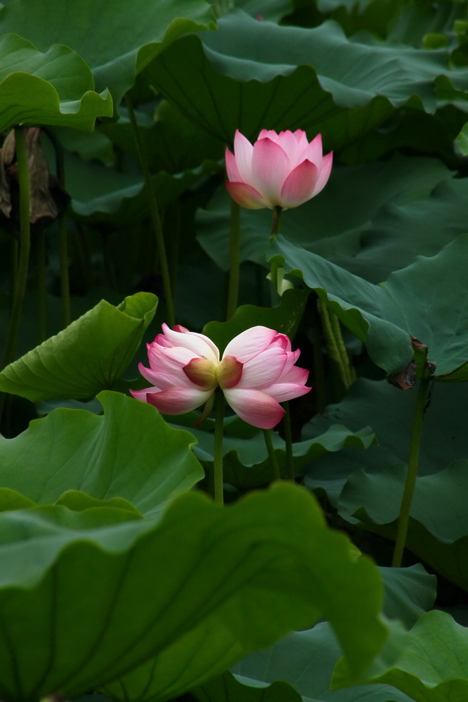 花开並蒂莲 摄影 了空大大师