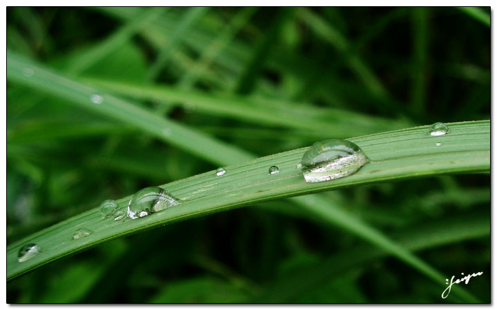 雨滴 の 草长莺歌 摄影 非羽