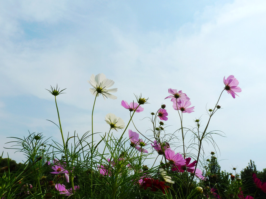 波斯菊 摄影 纳米眼