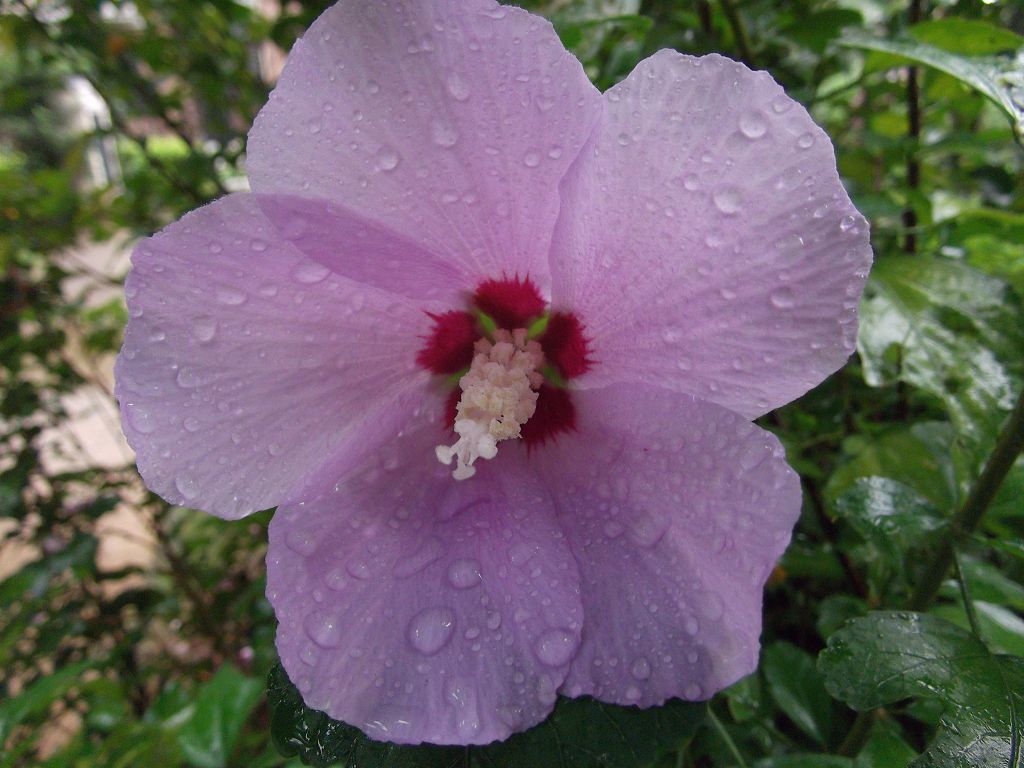 雨中的花儿 摄影 细雨庭园