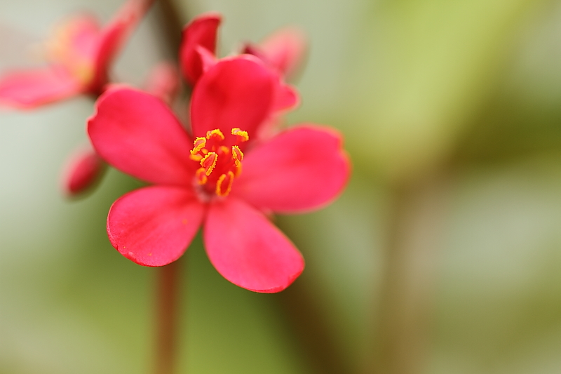 花......没拍好！ 摄影 深圳快车