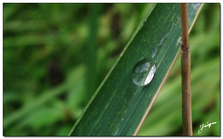 雨滴 の 草长莺歌 摄影 非羽