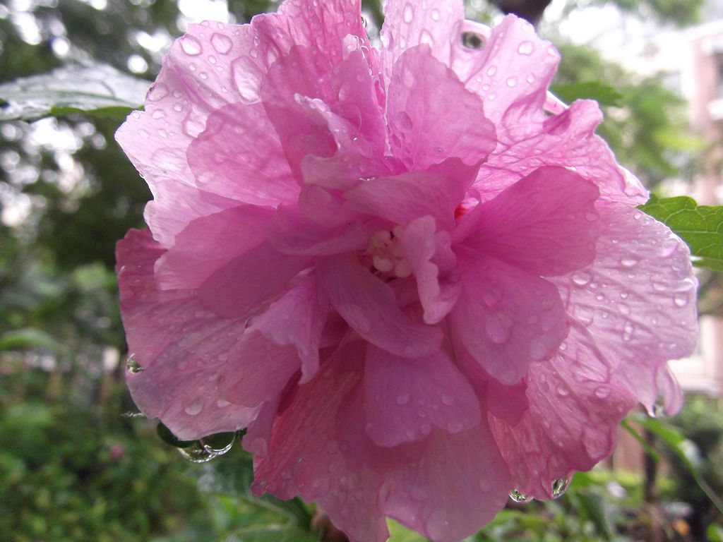 雨中的花儿 摄影 细雨庭园