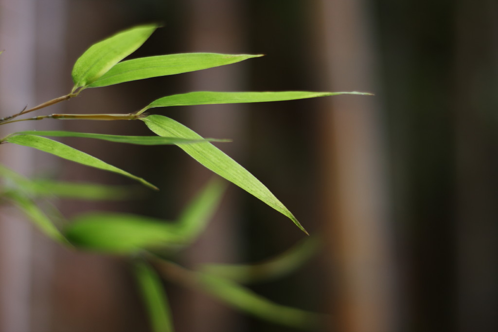 青叶沁林芳 摄影 无限江山