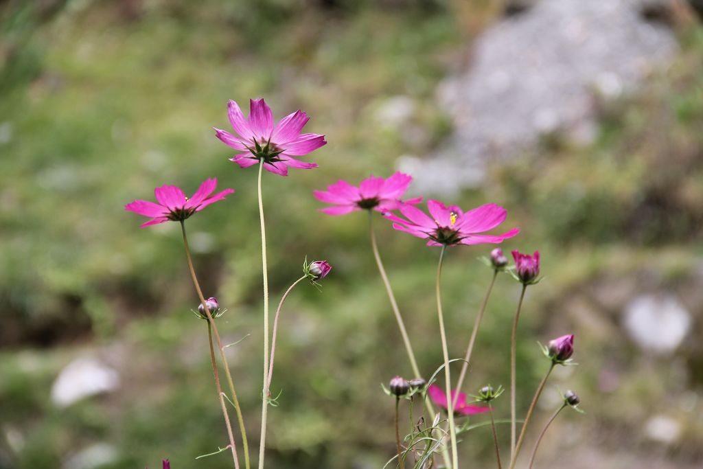 格桑花 摄影 onlyna10