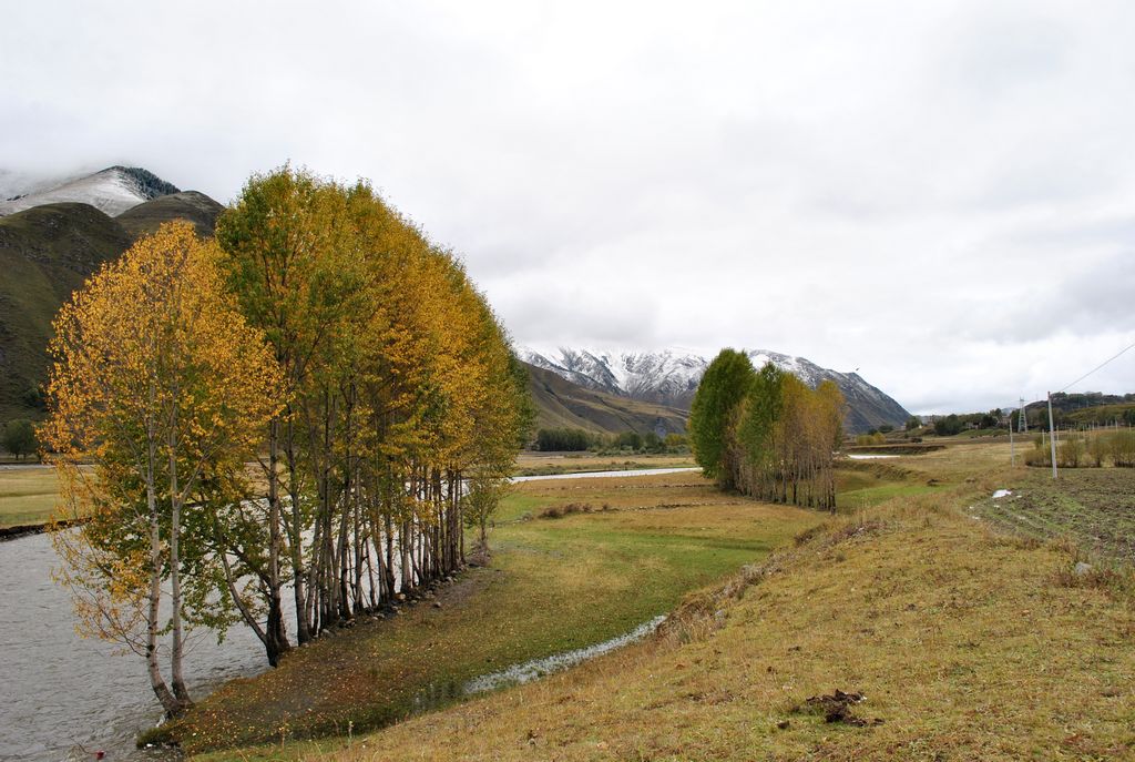 雪山河流黄树 摄影 禾春玉粒