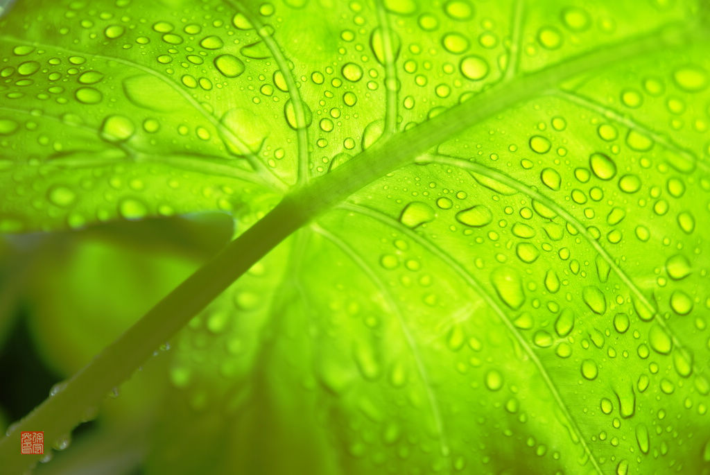 叶上雨 摄影 宏光