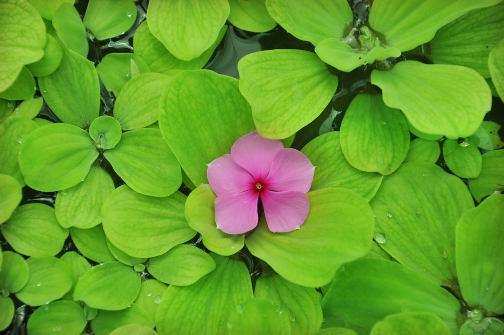 万绿丛中一点红 摄影 月芽影儿