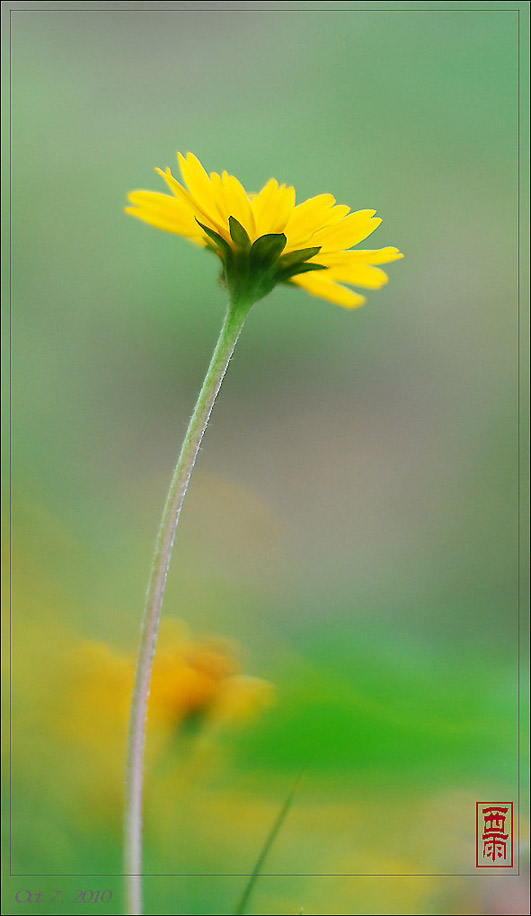 野菊花 摄影 东边日出