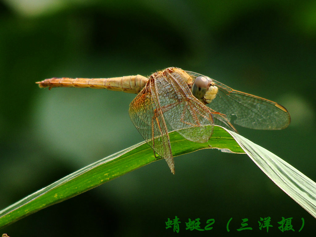 蜻蜓2 摄影 三洋