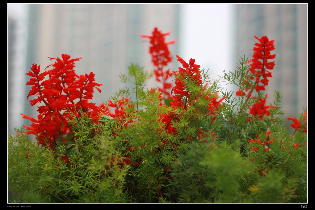 雾里看花 摄影 油灯