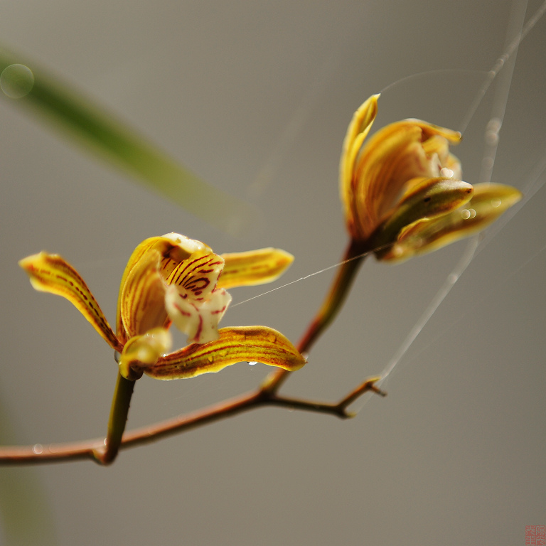 兰花草 摄影 阳光先生