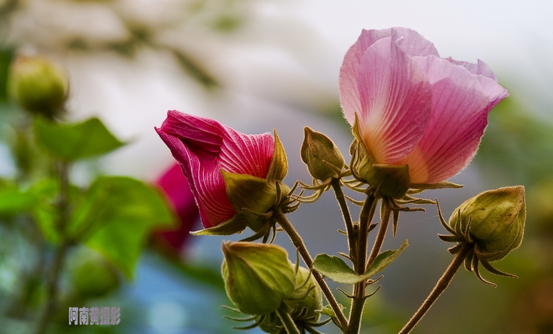 暖阳中花卉 摄影 阿南黄