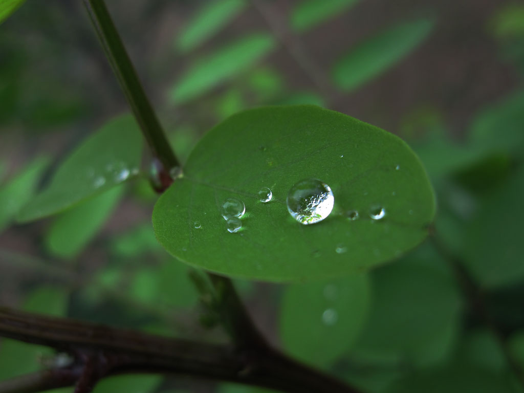 珍珠 摄影 牛谷河畔