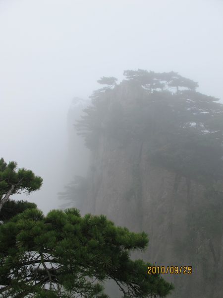 黄山雾松 摄影 子莲