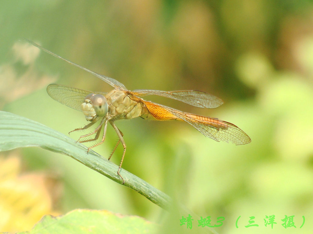 蜻蜓3 摄影 三洋