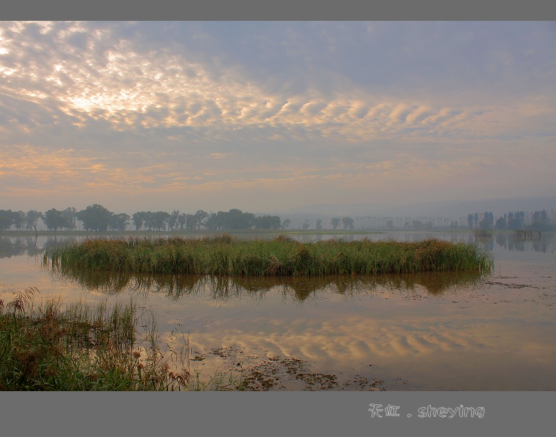 黄河湿地 摄影 天虹